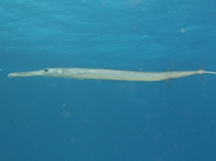 Fistularia commersonii
